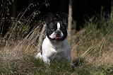 BOULEDOGUE FRANCAIS 879